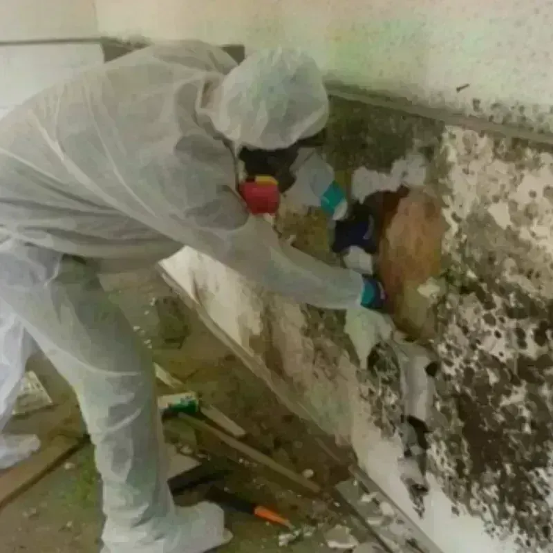 Mold Remediation and Removal in Gurdon, AR